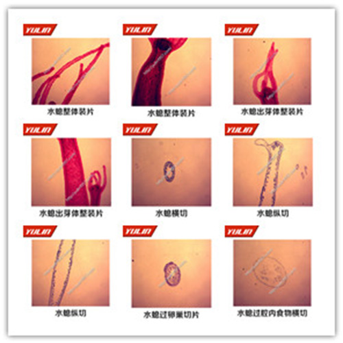 多孔腔腸扁形動物門生物玻片