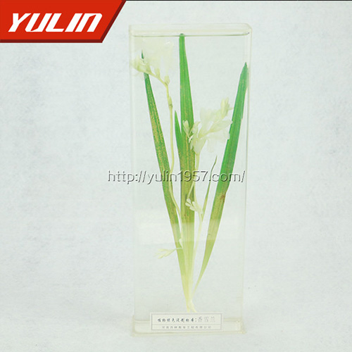 香雪蘭標(biāo)本