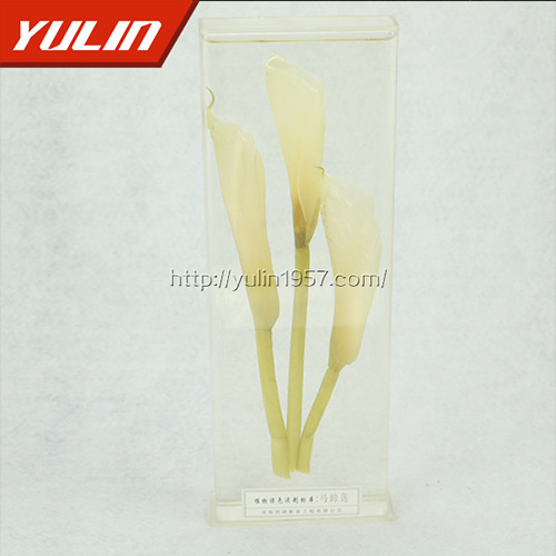 馬蹄蓮標(biāo)本