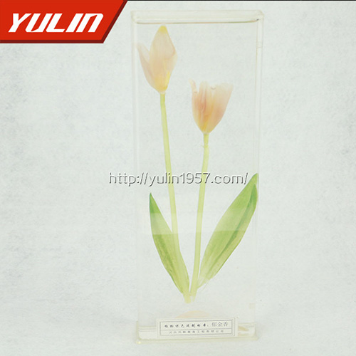 郁金香標(biāo)本