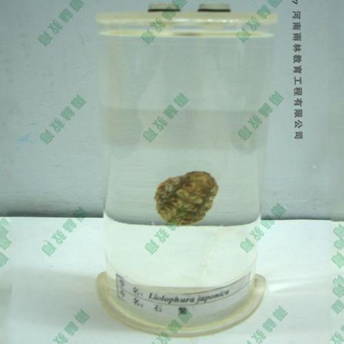 石鱉浸制標(biāo)本