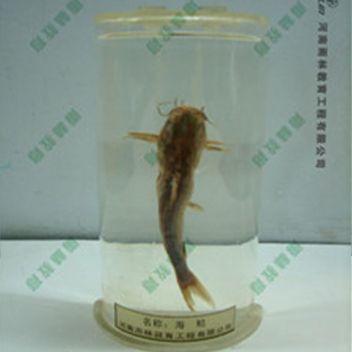 海鯰浸制標(biāo)本