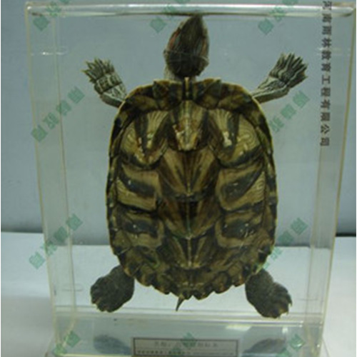 烏龜包埋標(biāo)本