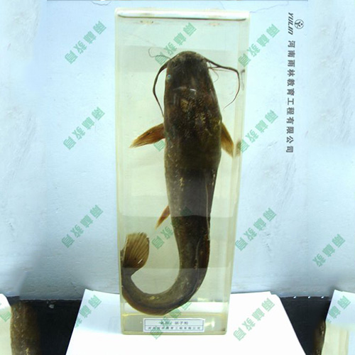 動(dòng)物浸制標(biāo)本