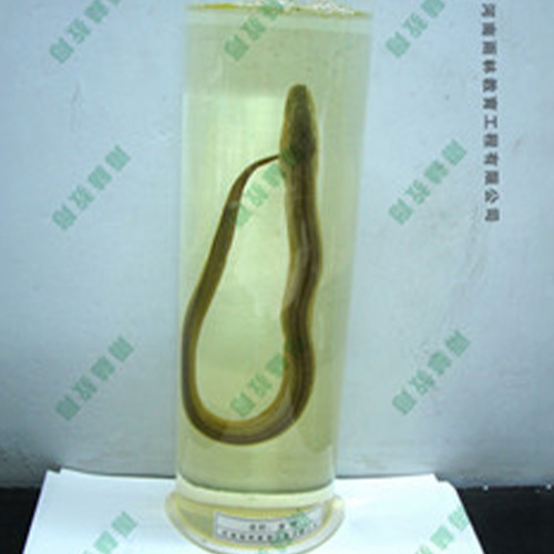 黃鰱浸制標(biāo)本