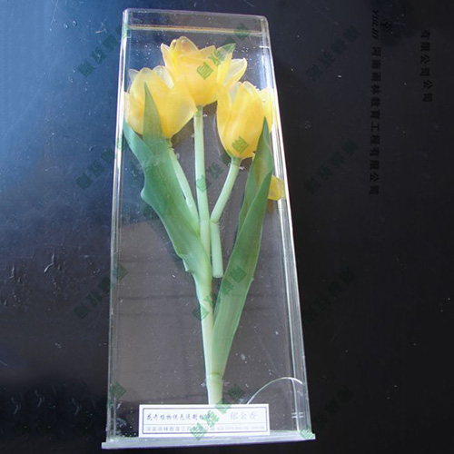 郁金香浸制標(biāo)本