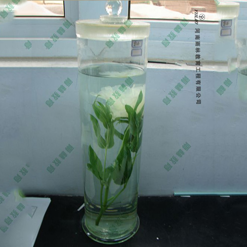 夾竹桃浸制標(biāo)本