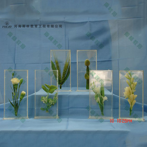 植物浸制標(biāo)本012