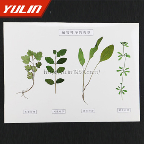 植物葉序類型標(biāo)本