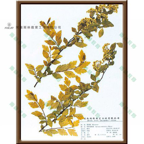 中華絨線菊標(biāo)本