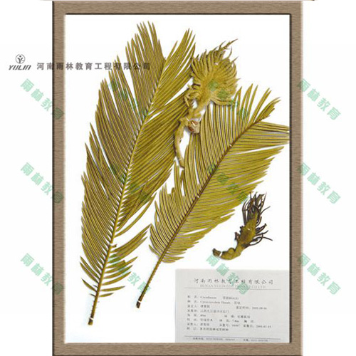 蘇鐵科植物標(biāo)本
