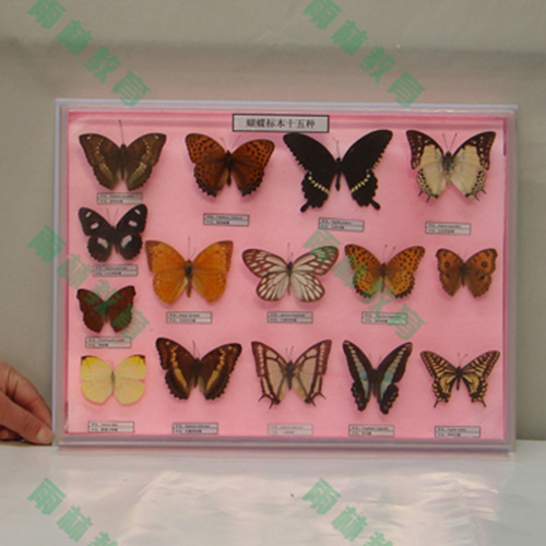 昆蟲足類標(biāo)本