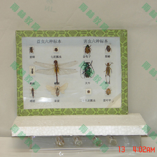 害蟲標(biāo)本