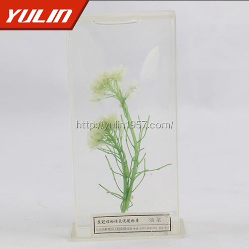 植物保色及植物浸制標(biāo)本