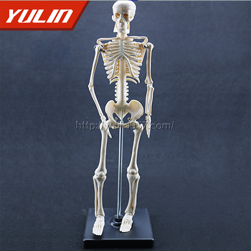 女性全身骨骼模型