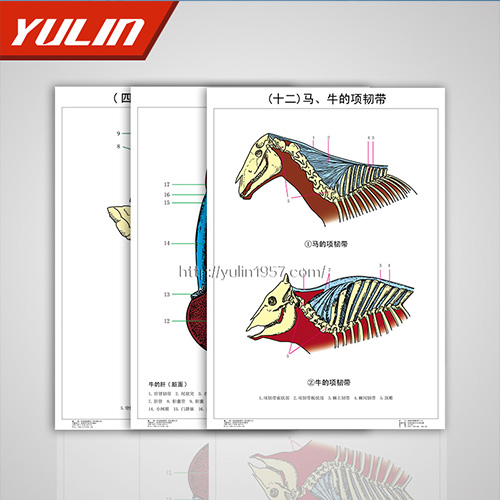 家畜解剖學(xué)掛圖