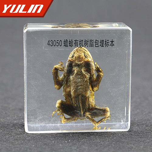 蟾蜍包埋標(biāo)本