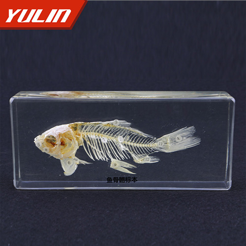 魚骨骼包埋標(biāo)制作