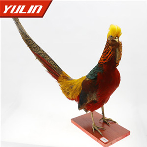 紅腹錦雞標(biāo)本