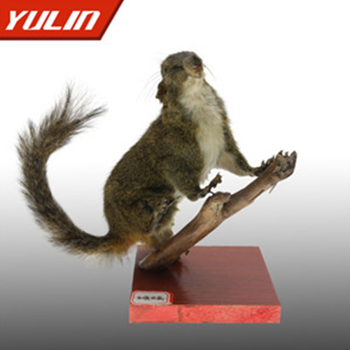 紅腹松鼠標(biāo)本