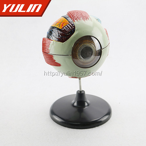 眼構(gòu)造模型