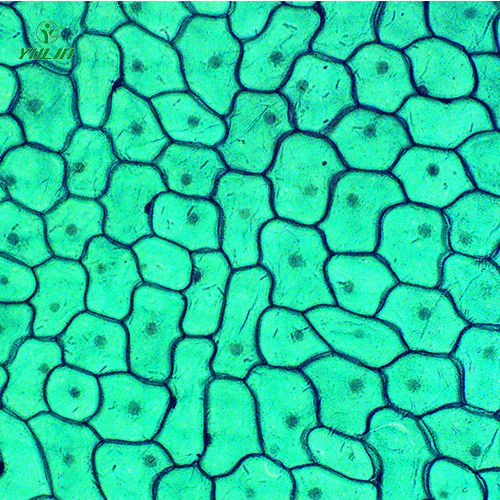植物生物學(xué)細(xì)胞及組織生物玻片