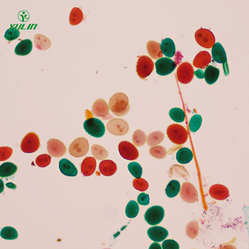 植物生物學(xué)花及花的生長(zhǎng)生物玻片