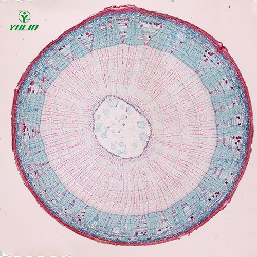 植物生物學(xué)莖及莖的變態(tài)生物玻片