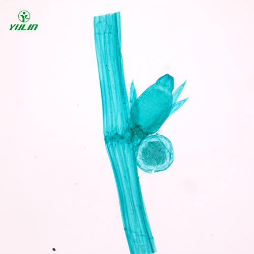 植物生物學(xué)藻類植物生物玻片