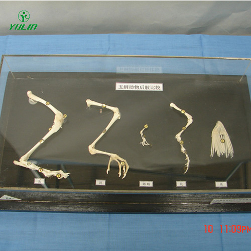 五綱動(dòng)物后肢比較