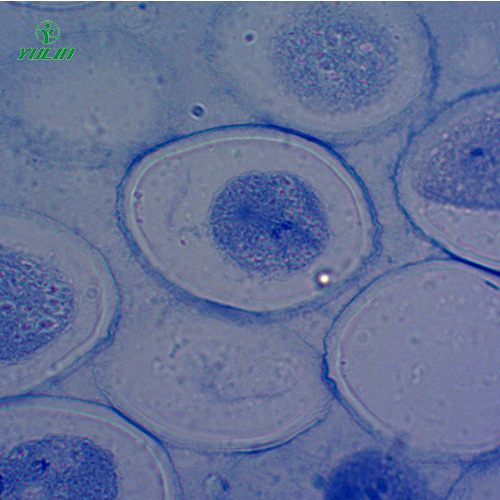 細胞及遺傳學(xué)生物實驗玻片標本