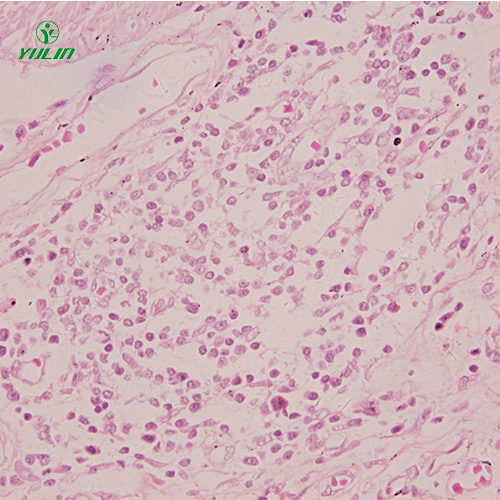 組織學(xué)感覺器官顯微玻片
