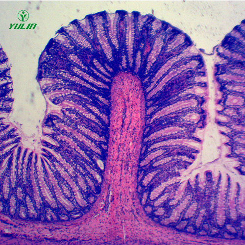 組織學(xué)消化系統(tǒng)顯微玻片