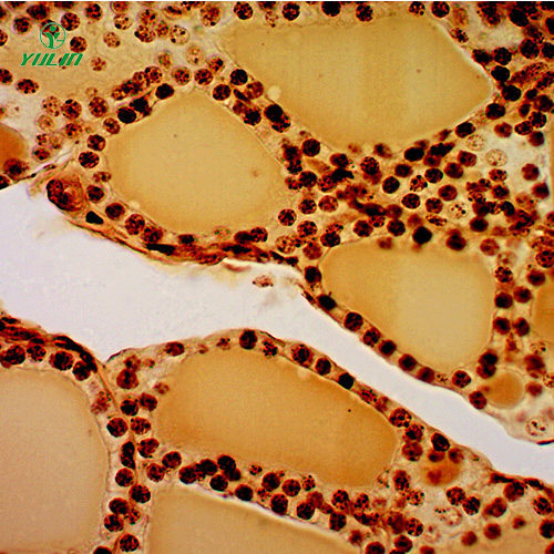 組織學(xué)內(nèi)分泌系統(tǒng)顯微玻片