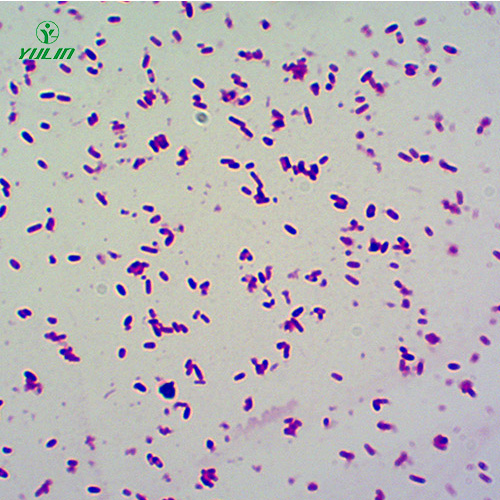桿菌生物顯微實(shí)驗(yàn)玻片