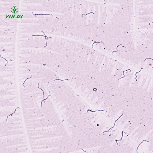 細菌、真菌類生物標本片
