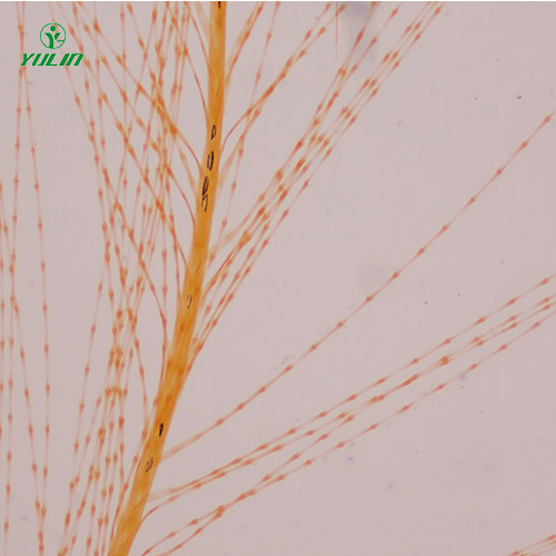 各種鳥(niǎo)類(lèi)生物玻片