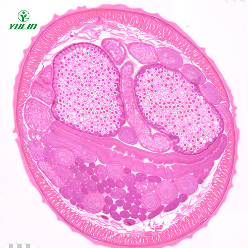 線蟲動物生物學(xué)實(shí)驗(yàn)切片