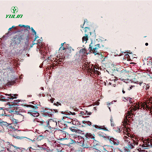 水果病害標(biāo)本片