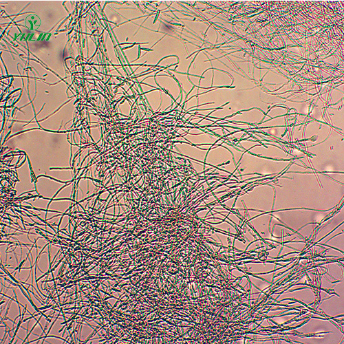 棉麻植物病害標(biāo)本片