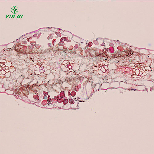 鞭毛菌植物病理實驗切片