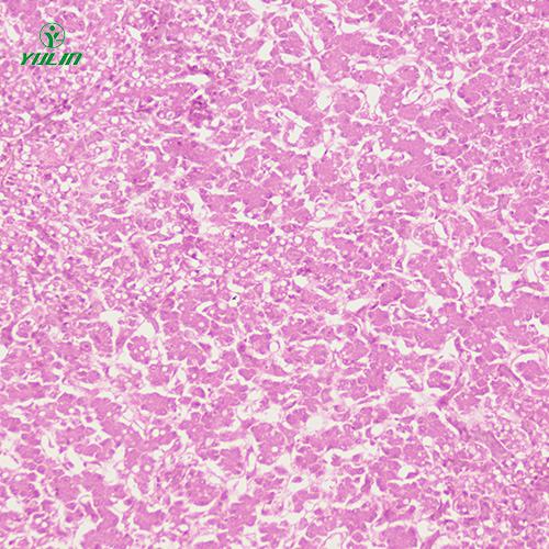 動物細胞、組織損傷及修復病理玻片