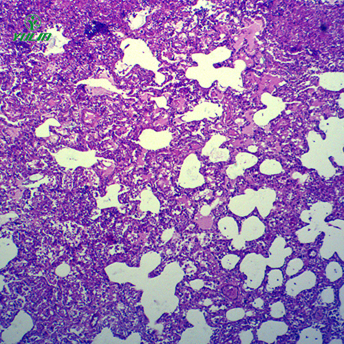動物病理學炎癥類切片