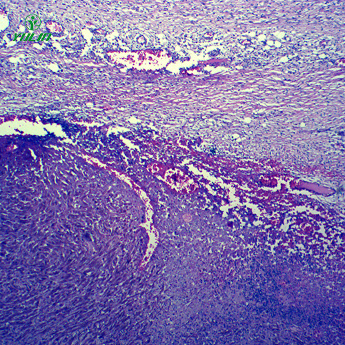 動物病理學(xué)腫瘤類切片