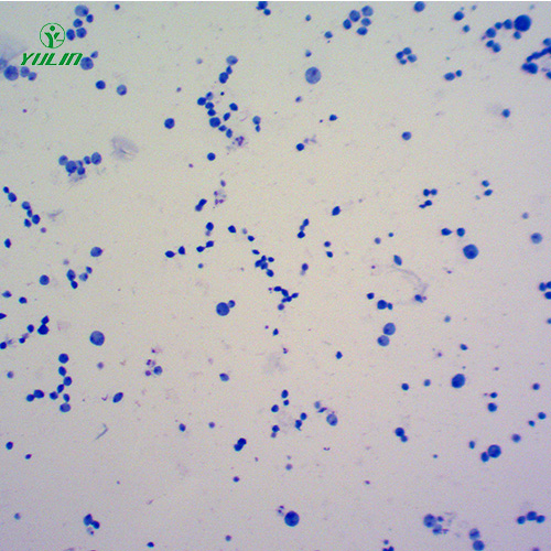醫(yī)學(xué)原蟲鞭毛蟲生物實驗切片