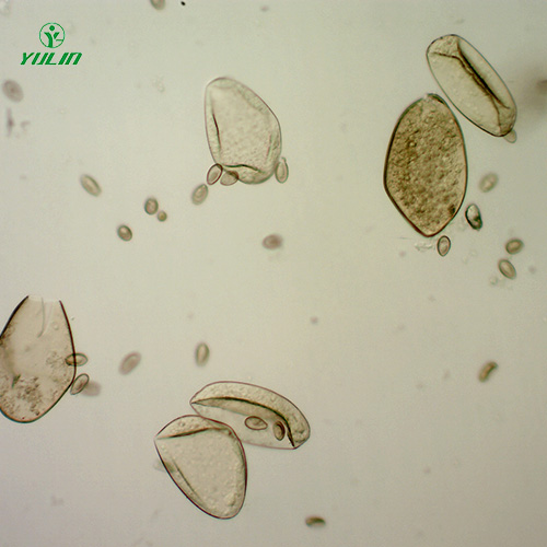 植物線(xiàn)蟲(chóng)學(xué)玻片