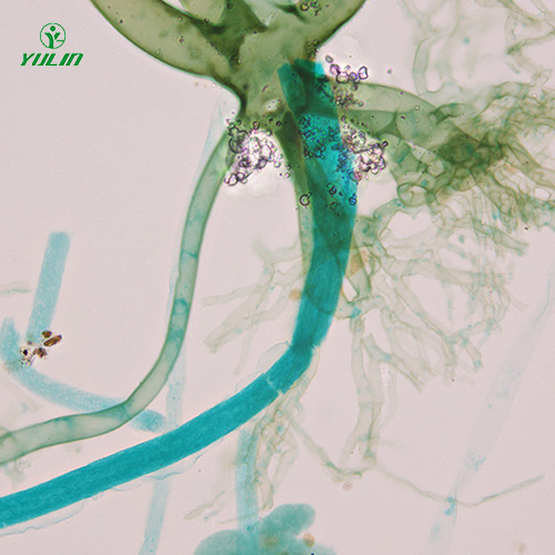 真菌、接合菌植物病理玻片