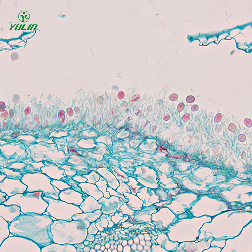 擔(dān)子菌、半知菌植物病理玻片