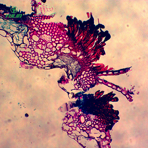 水稻、麥類植物病害玻片
