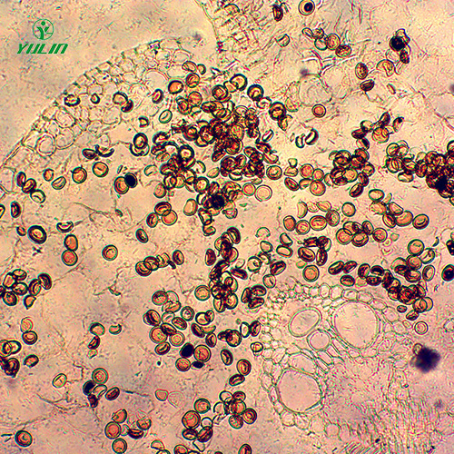 雜糧薯類植物病害生物玻片